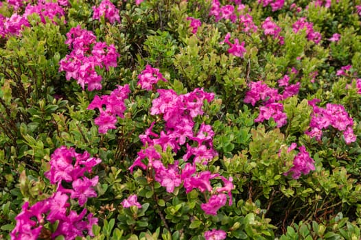 A meadow in the mountains with rhododendron pink flowers, the blooming season of rhododendrons in the mountains.