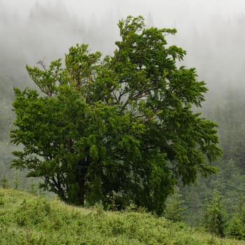 Fog after rain, a large green tree in the foreground, and a forest in the fog in the background, natural phenomena in the forest.