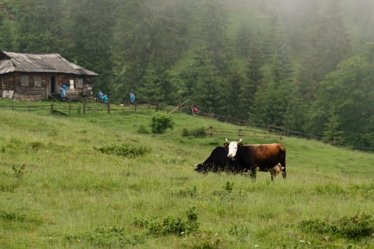 Cows graze in the mountains during rain and fog, farming in the Ukrainian Carpathians.