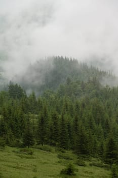 Forest in the fog, rainy and foggy morning in the mountains, evaporation of moisture in the mountains. Top of pine and spruce in the highlands after rain.