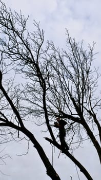 A professional arborist cuts a tree branch with a chainsaw in winter. A man on insurance with a helmet, cuffs. Vertical