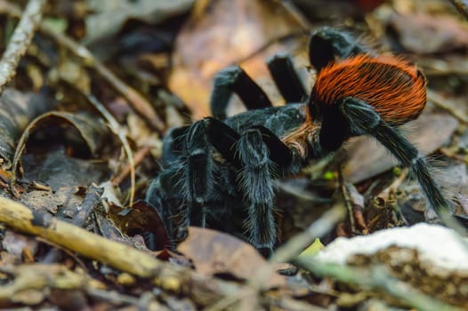 Mexican red rump tarantula (Tliltocatl vagans), also Brachypelma vagans, at the entrance to its burrow on the forest floor after a rainstorm in Quintana Roo, Mexico. Wild life in natural habitat.