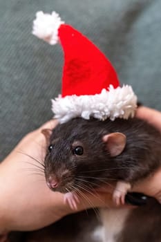 Rat Santa hat. Symbol of the Chinese New Year. Funny black rat Dumbo in a red santa checker on a green background