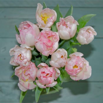 Tulips bouquet in pink white. Spring easter flowers bouquet.