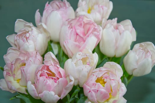 Tulips bouquet in pink white. Spring easter flowers bouquet.