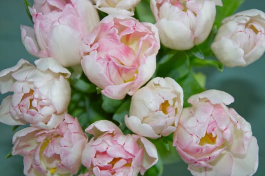 Tulips bouquet in pink white. Spring easter flowers bouquet.