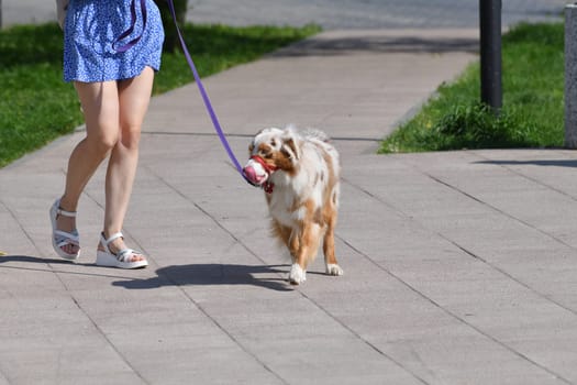 walking an animal. Woman's legs and the motley dog