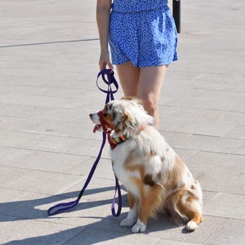 walking an animal. Woman's legs and the motley dog