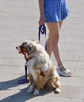 walking an animal. Woman's legs and the motley dog