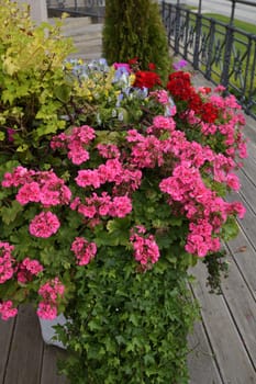 Flowers in a vase near the house