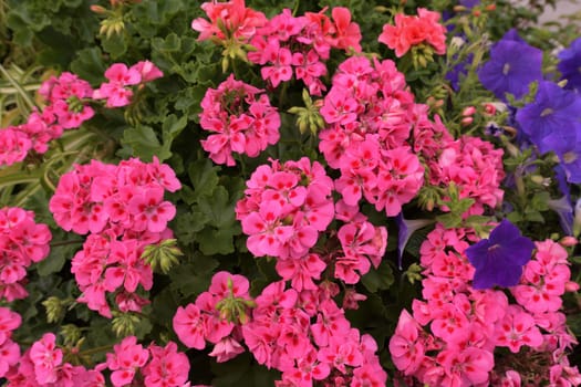 Background of blooming pink geranium