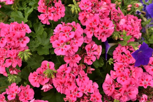 Background of blooming pink geranium