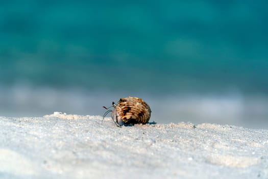 Hermit crab on white sandy tropical paradise beach
