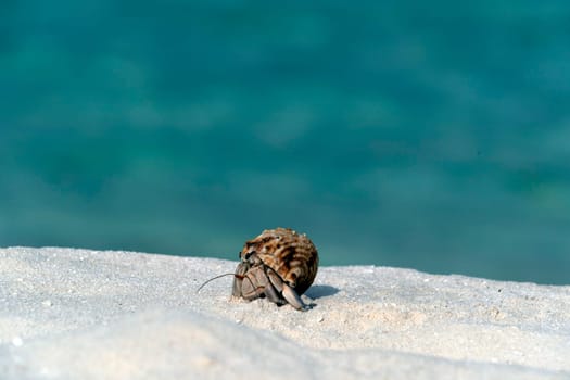 Hermit crab on white sandy tropical paradise beach