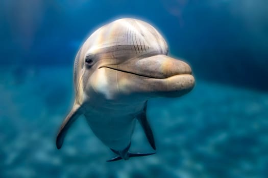 A dolphin close up portrait underwater while looking at you