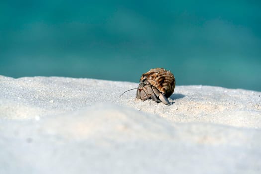 Hermit crab on white sandy tropical paradise beach