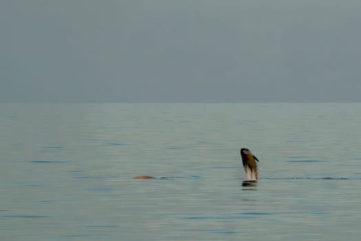 A Breaching baby calf Beaked whale dolphin Ziphius cavirostris ultra rare in mediterranean sea