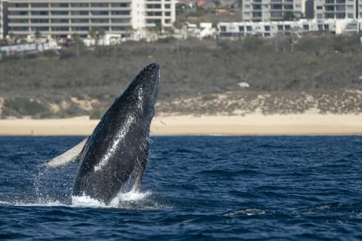 humpback whale newborn calf breaching in cabo san lucas baja california sur mexico pacific ocean jumping out of the sea