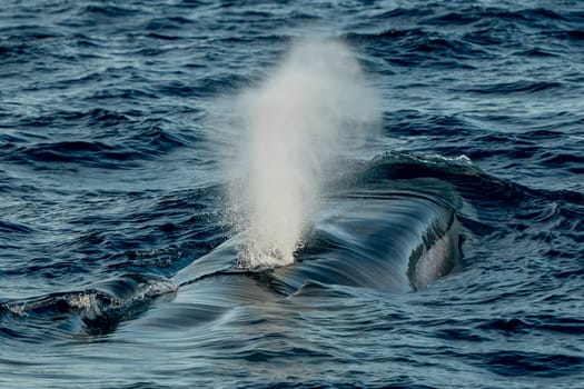 A Fin whale breathing on sea surface in mediterranean sea