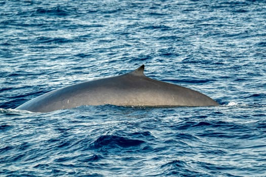 A Fin whale breathing on sea surface in mediterranean sea