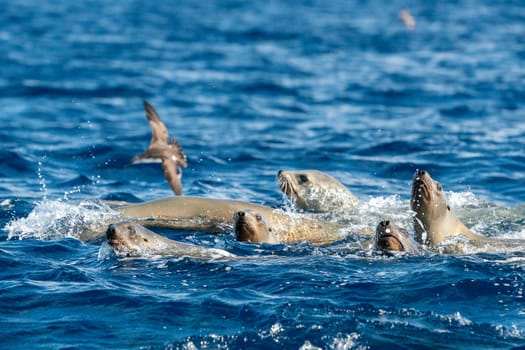 sea lions group in pacific ocean