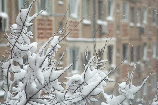 Winter scene outside window with snow-covered tree branches in foreground and blurred building in background.