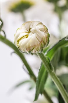 A beautiful bud of white chrysanthemum, The bouquet is closed and densely packed with petals.