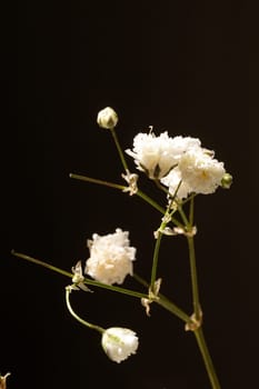 The delicate and airy gypsophila flower adds a touch of elegance to any occasion. Perfect for weddings, parties or just like that.