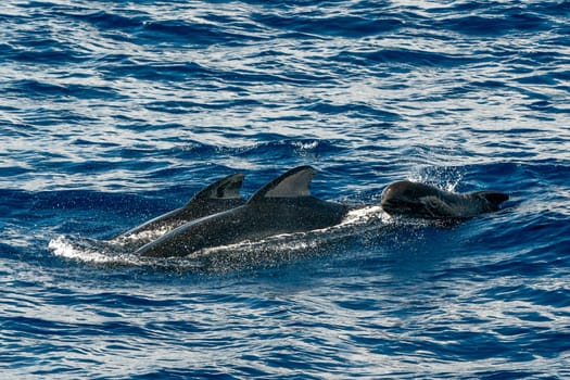 Pilot whales mother and calf in mediterranean ligurian sea ultra rare to see whale watching tour