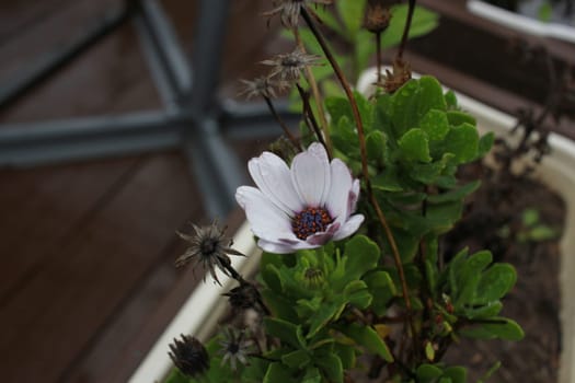 Photo of a flower in a flower bed after the rain. Decoration and landscaping . Terrace. Cafe.