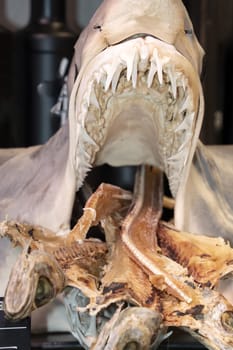 Dried shark at the market detail