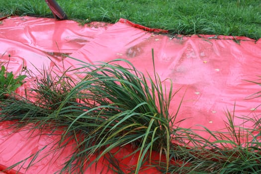 Photo green grass sprouted through a red awning. An uncut lawn.