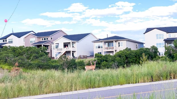 A deer gracefully wanders through a newly developed suburban neighborhood in Colorado, adding a touch of natural beauty to the residential surroundings.