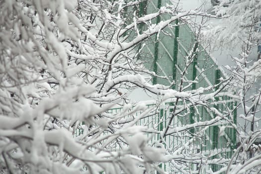 A close-up of snow-covered tree branches against a soft, out-of-focus background. The delicate beauty of nature in winter.