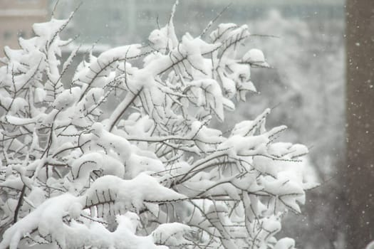 A close-up of snow-covered tree branches against a soft, out-of-focus background. The delicate beauty of nature in winter.