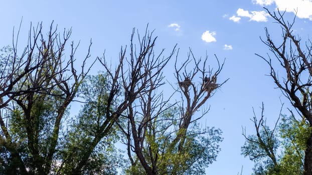 High atop a towering tree, a Great Blue Heron gracefully nests, showcasing its natural elegance in a peaceful setting.