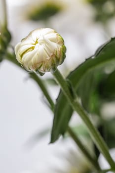 A beautiful bud of white chrysanthemum, The bouquet is closed and densely packed with petals.