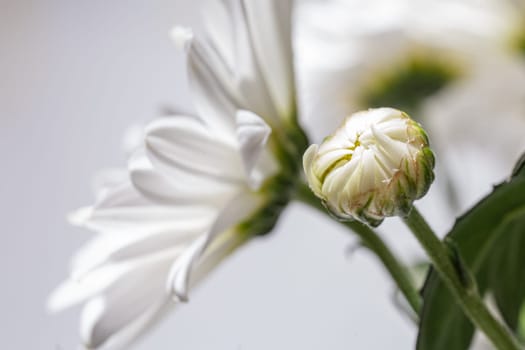 A beautiful bud of white chrysanthemum, The bouquet is closed and densely packed with petals.