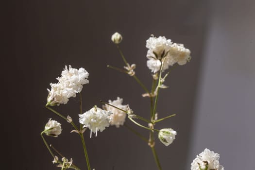 The delicate and airy flower adds a touch of elegance to any occasion. Perfect for weddings, parties or just like that.