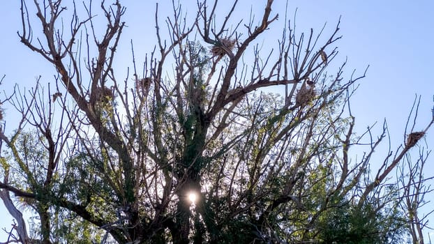 High atop a towering tree, a Great Blue Heron gracefully nests, showcasing its natural elegance in a peaceful setting.