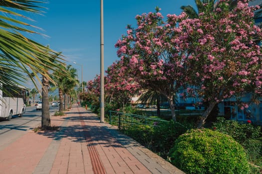 Summer blooming oleander flowers in residential area on Alanya street, Turkey