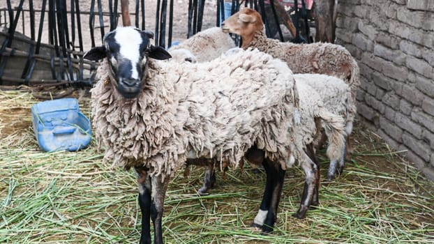 Barn with sheep in an old farmhouse in the Andes of Peru, South America. 4K Video footage