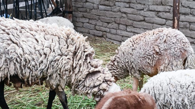 Barn with sheep in an old farmhouse in the Andes of Peru, South America. 4K Video footage