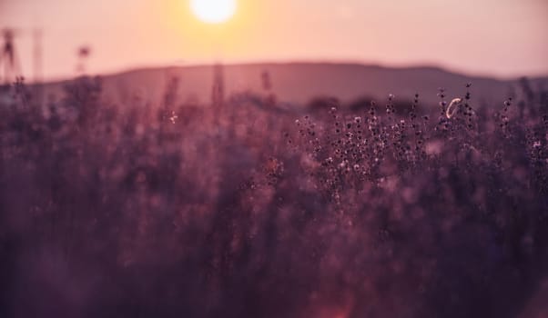 Lavender flower background. Violet lavender field sanset close up. Lavender flowers in pastel colors at blur background. Nature background with lavender in the field