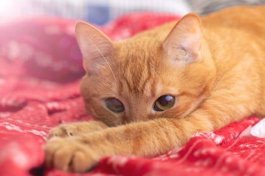 Cute ginger cat lying on the bed close up