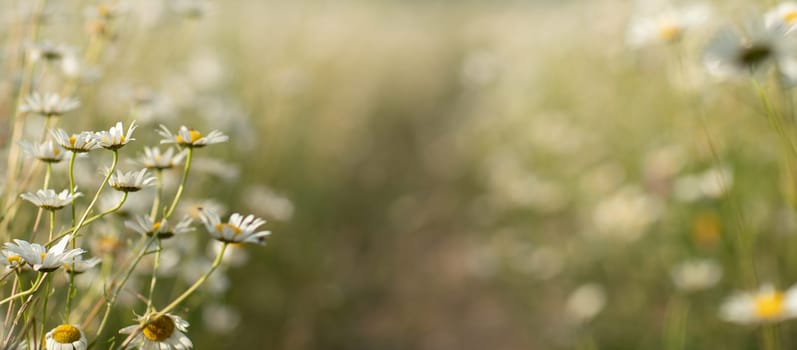 Daisy Chamomile background. Beautiful nature scene with blooming chamomilles in sun flare. Sunny day. Summer flowers