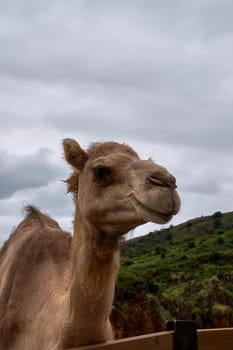 Detail of the head of a dromedary. Cloudy sky, texture, hairs, eye, nose, nose mouth smile