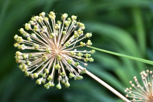 Large Allium inflorescence against a background of the nature