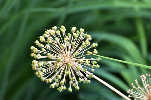 Large Allium inflorescence against a background of the nature