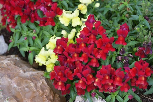 Snapdragon, Antirrhinum - perennial herbaceous plants from Plantain family